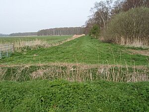 Holme Fen Nature Reserve - geograph.org.uk - 788448