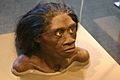 Homo floresiensis bust
