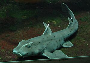 Hornhai (Heterodontus francisci)