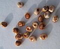 Hyalophora cecropia eggs sjh