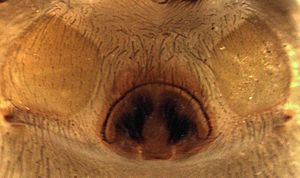 Hypodrassodes maoricus (epigynum).jpg