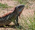 Iguana from Vereda del Lago