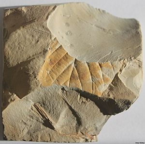 Impression of 65 million years old partial fossil leaf of Beringiaphyllum cupanoides and fragments of Sparganium antiquum from Fort Union Formation, Glendive Montana, USA, by Omar Hoftun.JPG