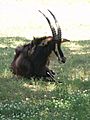 Jackson Zoo Sable Antelope