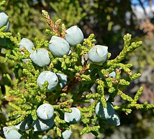 Juniperus osteosperma 4