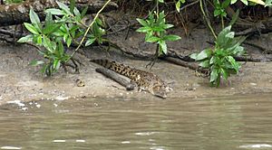 Juvenile crocodile (3611800910)