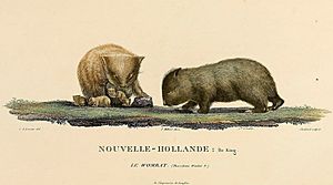 King Island wombats