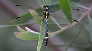 Koonyum dragonfly dorsal (15500055414).jpg