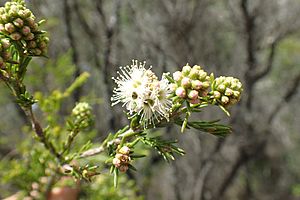 Kunzea spathulata.jpg