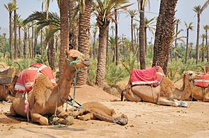La Palmeraie de Marrakech 707