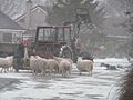 Lambs to Safety - geograph.org.uk - 161798