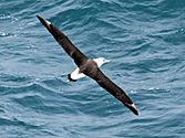 Laysan Albatross RWD1
