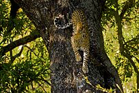 Leopard climbing down the trunk of a tree