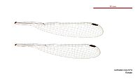 Lestoidea conjuncta female wings (34442162960)
