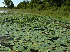 Lillypads at Desoto