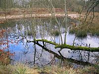 Littlestane Loch remnant at Sourlie