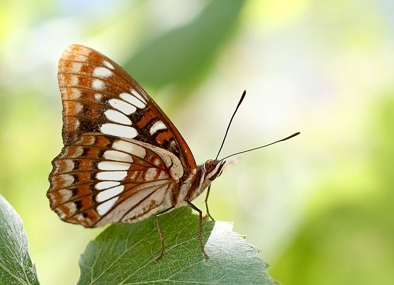 Lorquin's admiral
