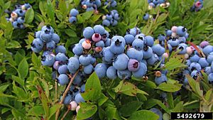 Lowbush blueberry bush