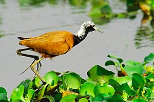 Madagascar Jaçana
