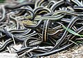 Mating ball of garter snakes