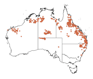 Melaleuca bracteata distribution map.png