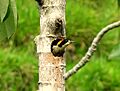 Melanerpes pulcher nesting