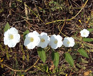 Merremia umbellata.jpg