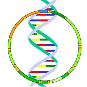 Mitochondrial DNA