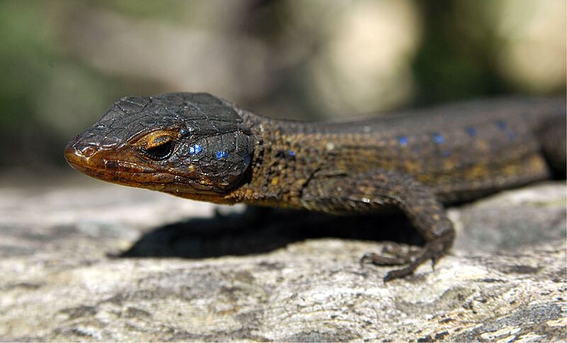 Ninurta coeruleopunctatus, Nature's Valley
