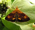 Orange Mint Moth 9297.8.24.07.w.wiki