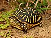 Ornate Box Turtle (Terrapene ornata) (29905668306).jpg