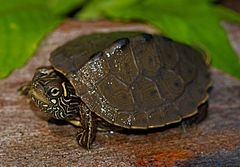 Ouachita Map Turtle (Graptemys ouachitensis) (40582536730)