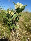 Oval-leaf Milkweed on Mundt Lake WPA (36093654383)