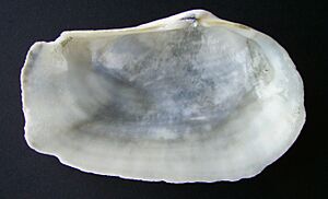 Panopea zelandica (inside)