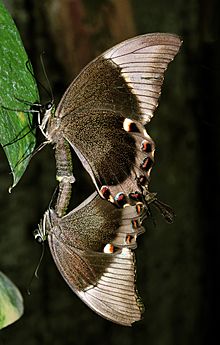 Papilio ulysses (Linnaeus, 1758)