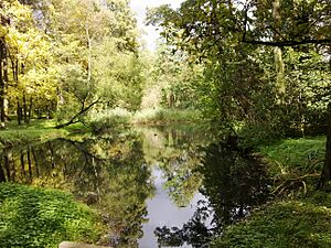 Park dworski (obecnie park miejski im. Rodu Łaskich) - 20 20120928177