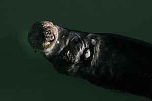 Pea crab is riding on female sea otter