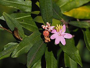 Phebalium speciosum flower.jpg