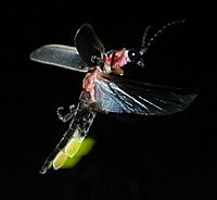 Photinus pyralis Firefly glowing