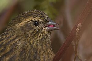 Pink-browed Rosefinch Pangolakha Wildlife Sanctuary East Sikkim Sikkim India 19.10.2015.jpg