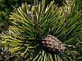 Pinus contorta 37636.JPG