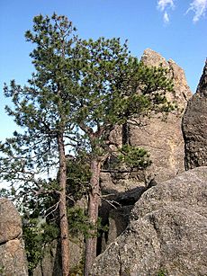 Pinus ponderosa scopulorum Custer State Park SD