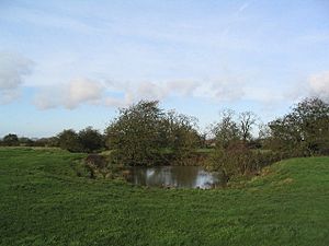 Pond at site of St Lazarus Hospital - geograph.org.uk - 77207