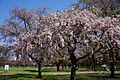 Prunus 'Ujou-shidare' ウジョウシダレ 1