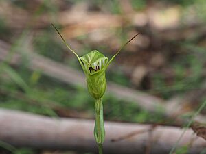Pterostylis metcalfei (front)