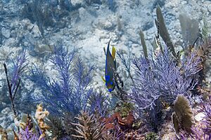 Queen angelfish at their habitat