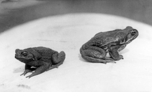 Queensland State Archives 2981 Cane toads at the Meringa Sugar Experiment Station North Queensland c 1935
