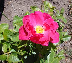 Rosa 'John Cabot', Devonian Botanic Garden