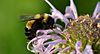 Rusty Patched Bumble Bee (28971822177).jpg