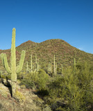 Saguaro Cactus near Tucson, Arizona LCCN2010630287